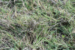 Zoysia matrella