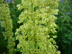 Rumex confertus