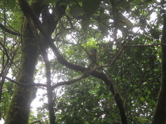 Fringilla coelebs canariensis