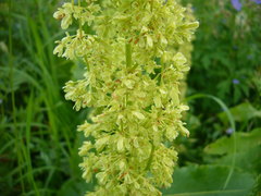 Rumex confertus