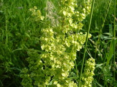 Rumex confertus