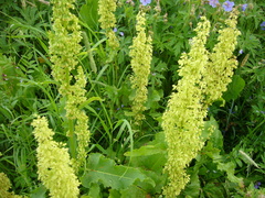 Rumex confertus