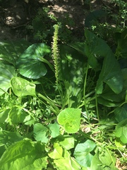 Plantago major