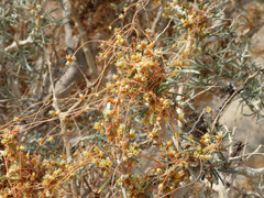 Cuscuta psorothamnensis