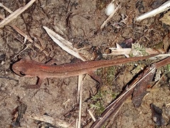 Kosswig's Smooth Newt photo 4