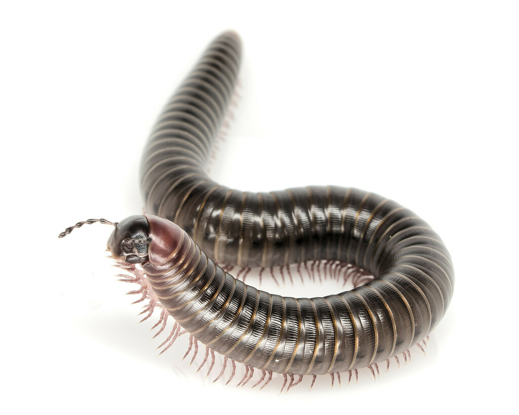 Apfelbeck's Pachyiulus