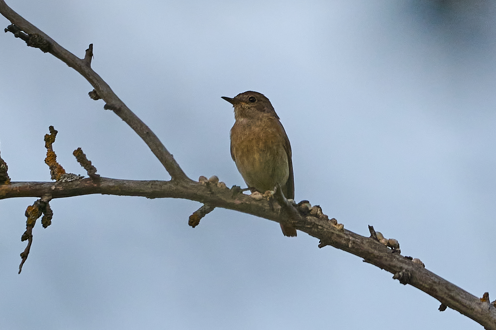 Common Redstart