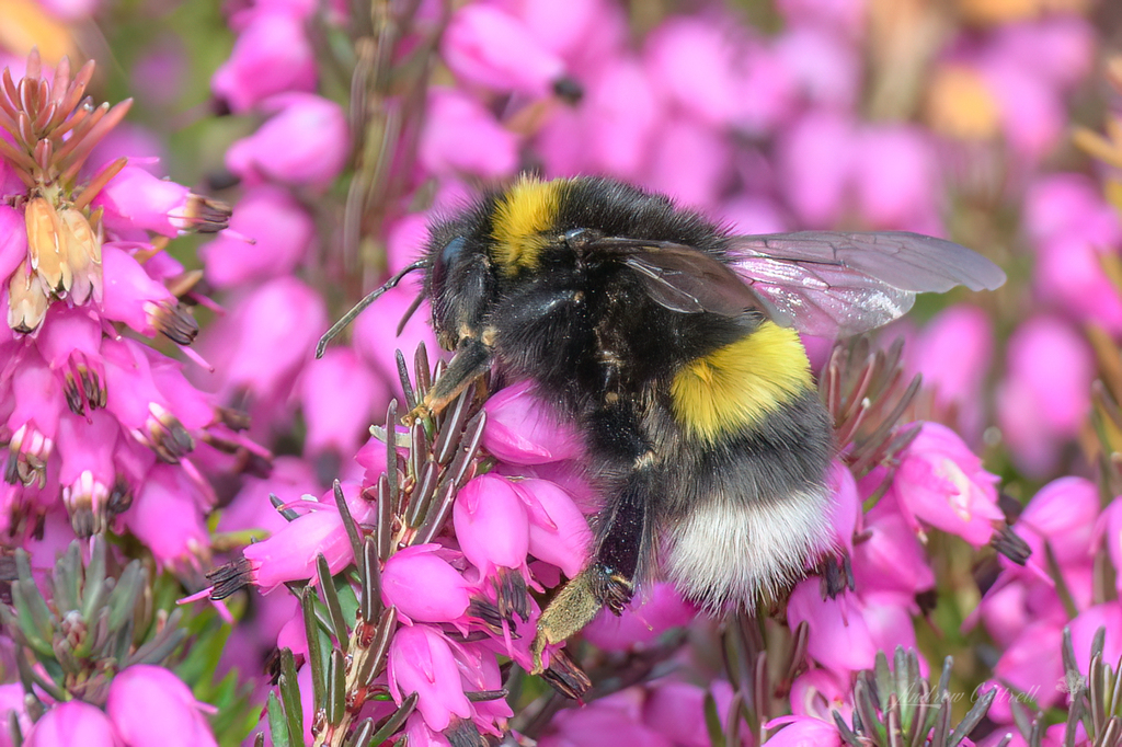 Cryptic Bumblebee