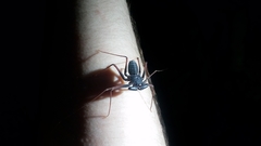 Paraphrynus carolynae