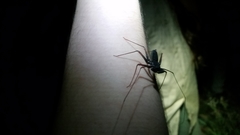 Paraphrynus carolynae