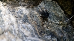 Paraphrynus carolynae