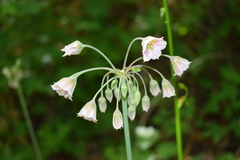 Allium tripedale