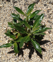 Eriodictyon trichocalyx lanatum