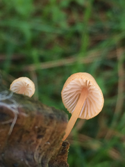 Mycena parsonsii