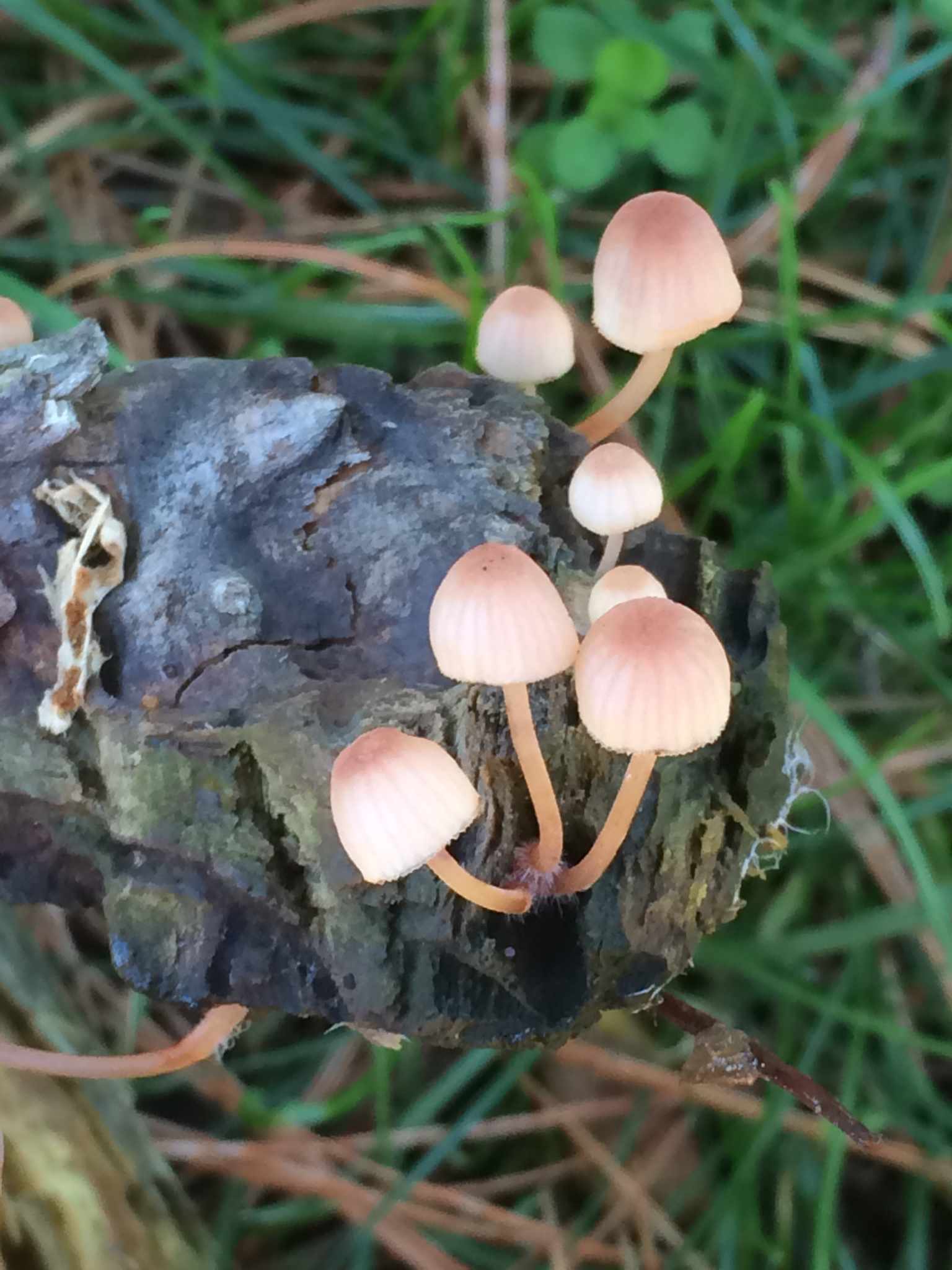 Mycena parsonsii image