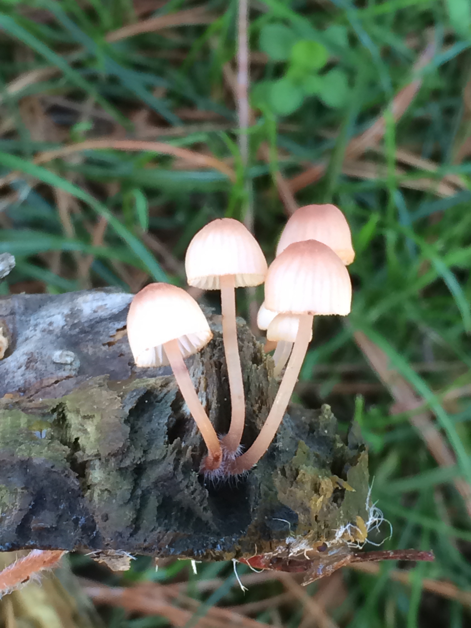 Mycena parsonsii image