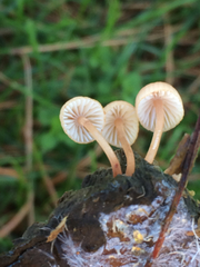 Mycena parsonsii