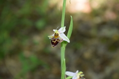 Ophrys oestrifera