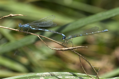 Mediterranean Bluet