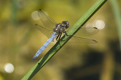 Keeled Skimmer