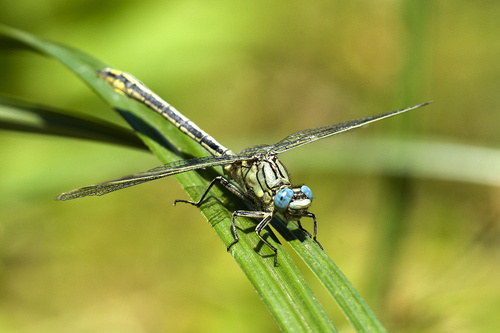 Algerian Clubtail