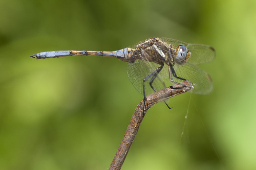 Epaulet Skimmer