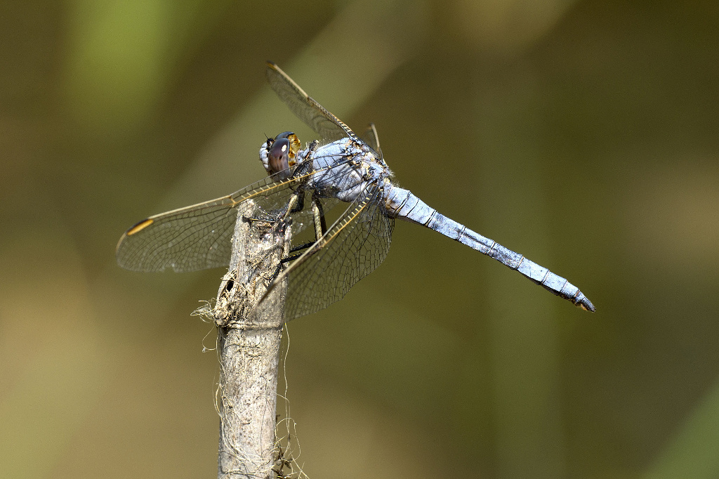 Yellow-Veined Skimmer