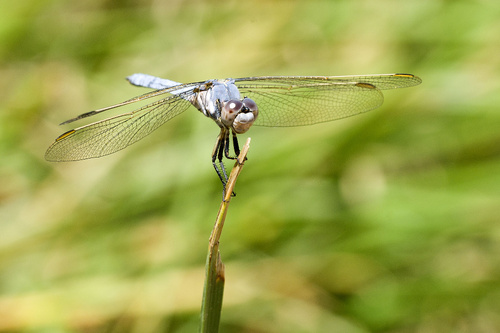 Yellow-Veined Skimmer