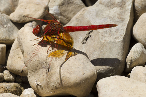 Orange-winged Dropwing