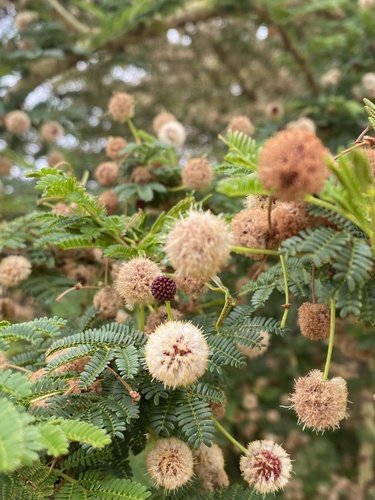 iNaturalist observation photo of Acacias, Mimosas, Mesquites, and Allies