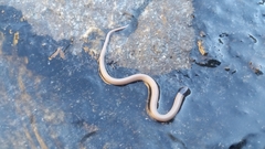 Tantilla hobartsmithi