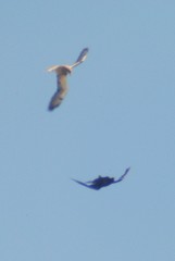 Corvus corax principalis