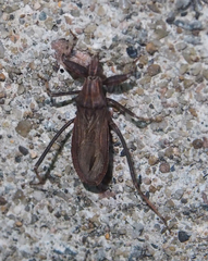 Oncocephalus annulipes