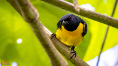 Blue-And-Gold Tanager photo 3
