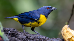 Blue-And-Gold Tanager photo 1