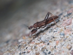 Oncocephalus annulipes