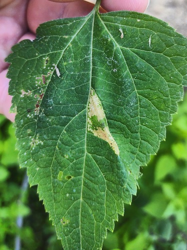 Leucospilapteryx venustella photo 4
