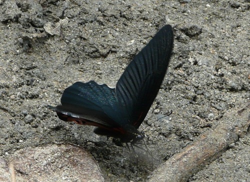 Redbreast Swallowtail