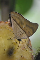 Archaeoprepona amphimachus