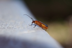 Rhagonycha fulva