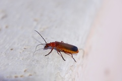 Rhagonycha fulva