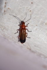 Rhagonycha fulva