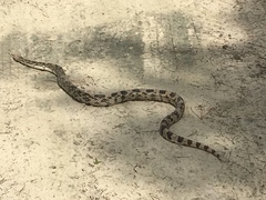 Pituophis melanoleucus melanoleucus