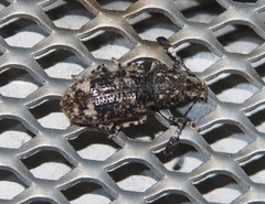 Eucorynus crassicornis