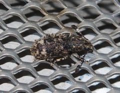 Eucorynus crassicornis