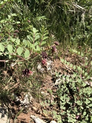 Hosackia crassifolia crassifolia
