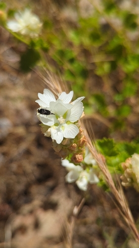 Sidalcea hickmanii ssp. petraea