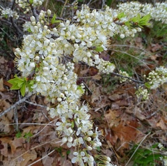 Prunus maritima