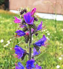 Echium vulgare