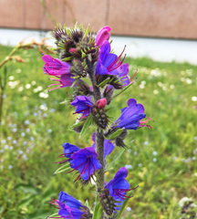 Echium vulgare
